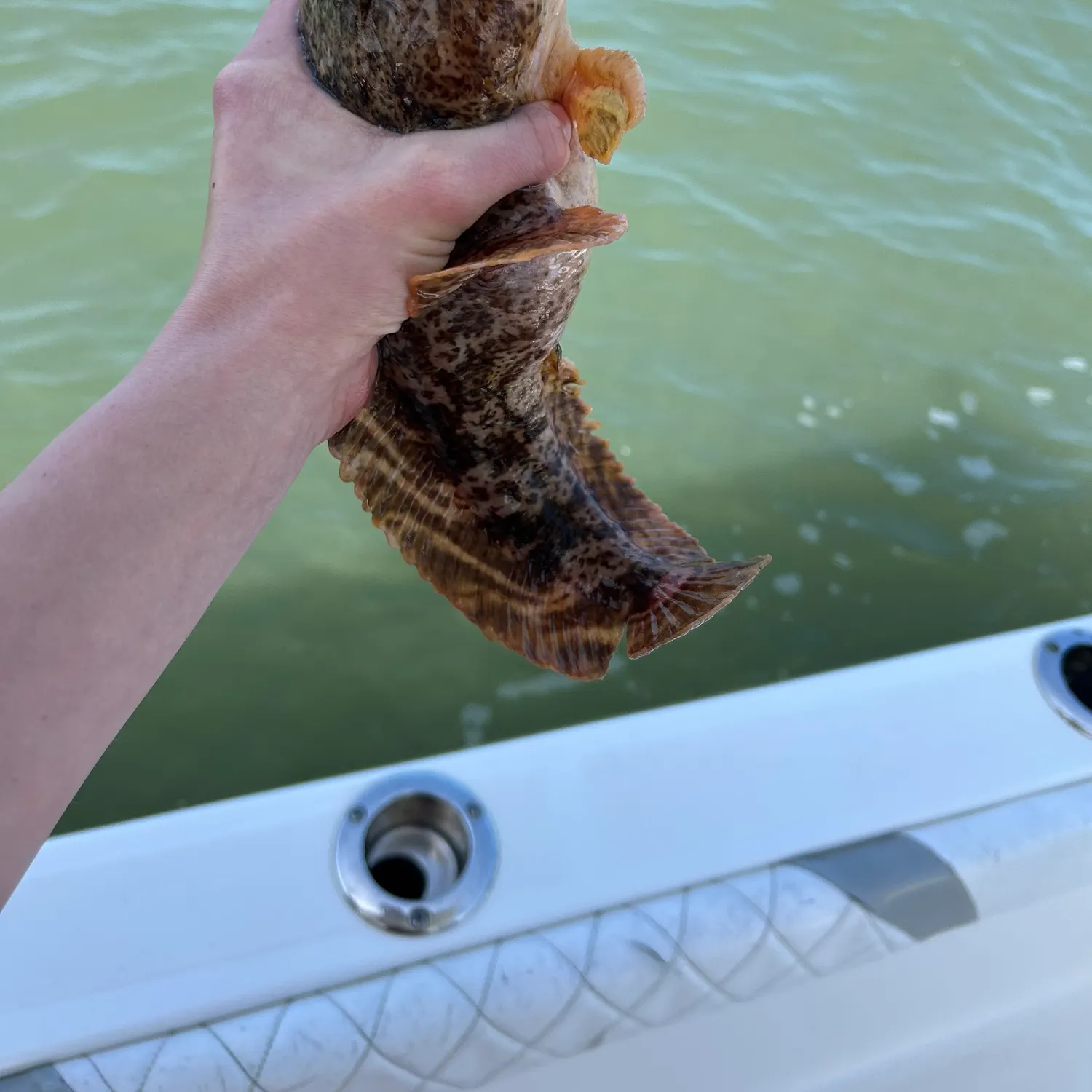 The most recent Oyster toadfish catches on Fishbrain