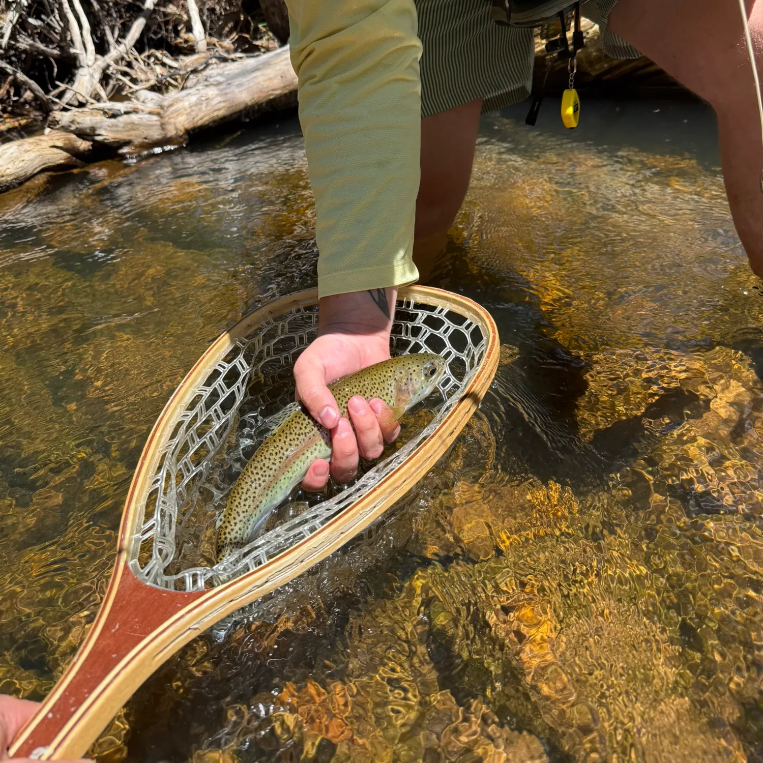 Rainbow trout caught on Fishbrain