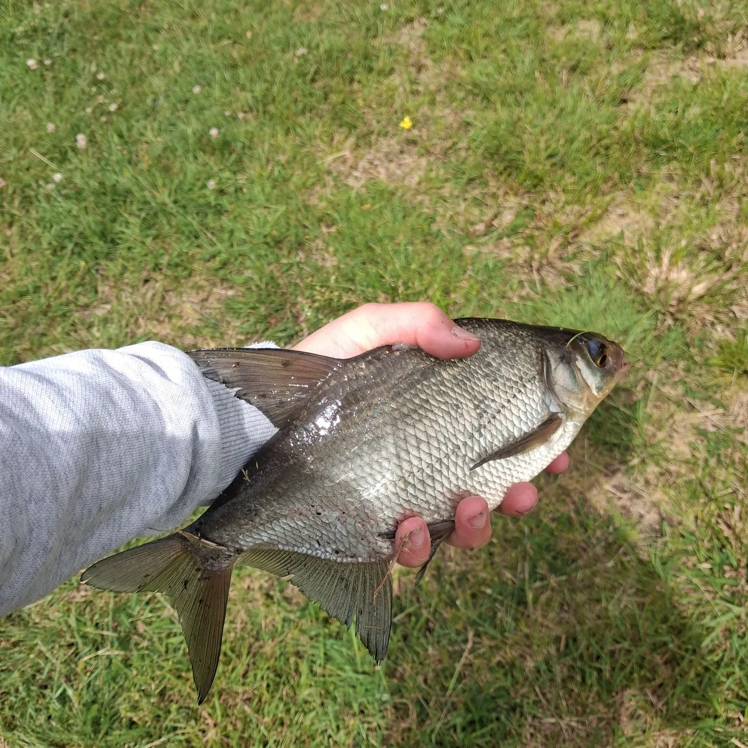 Common bream caught on Fishbrain