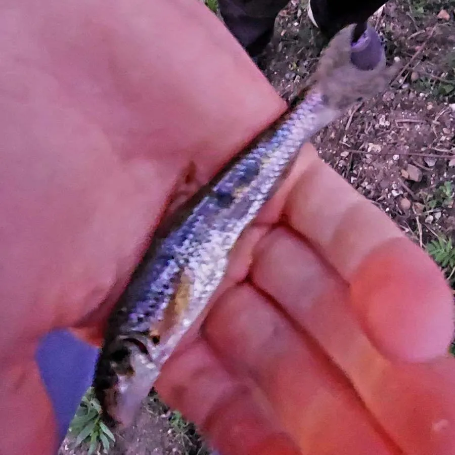 The most recent Gudgeon catches on Fishbrain