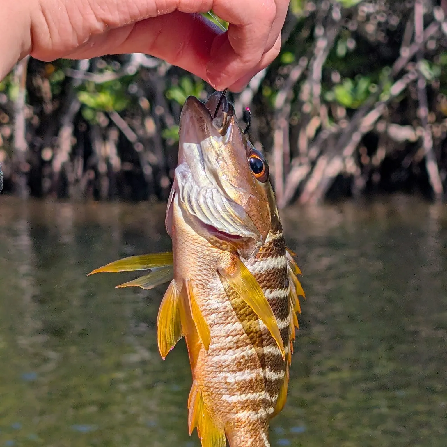 The most recent Schoolmaster snapper catches on Fishbrain