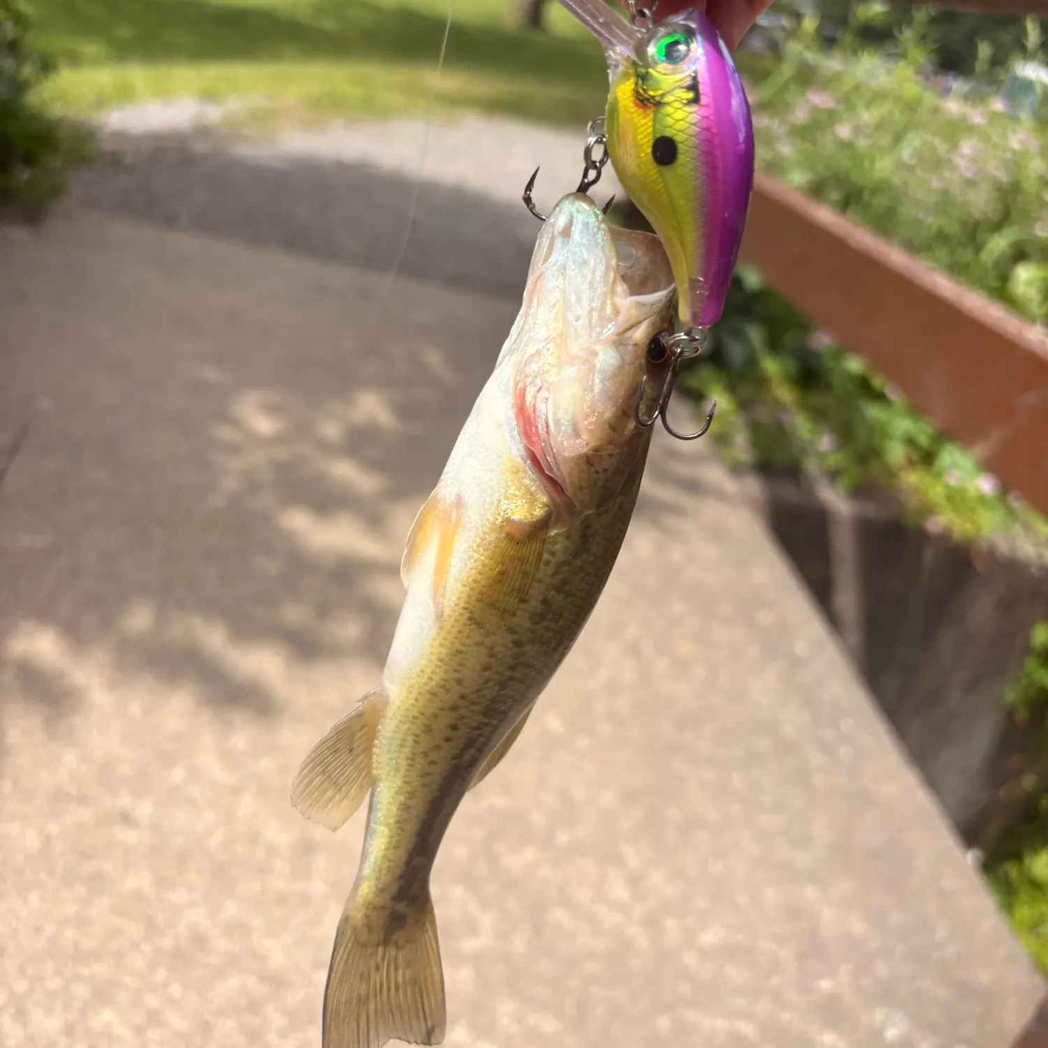 Largemouth bass caught on Fishbrain