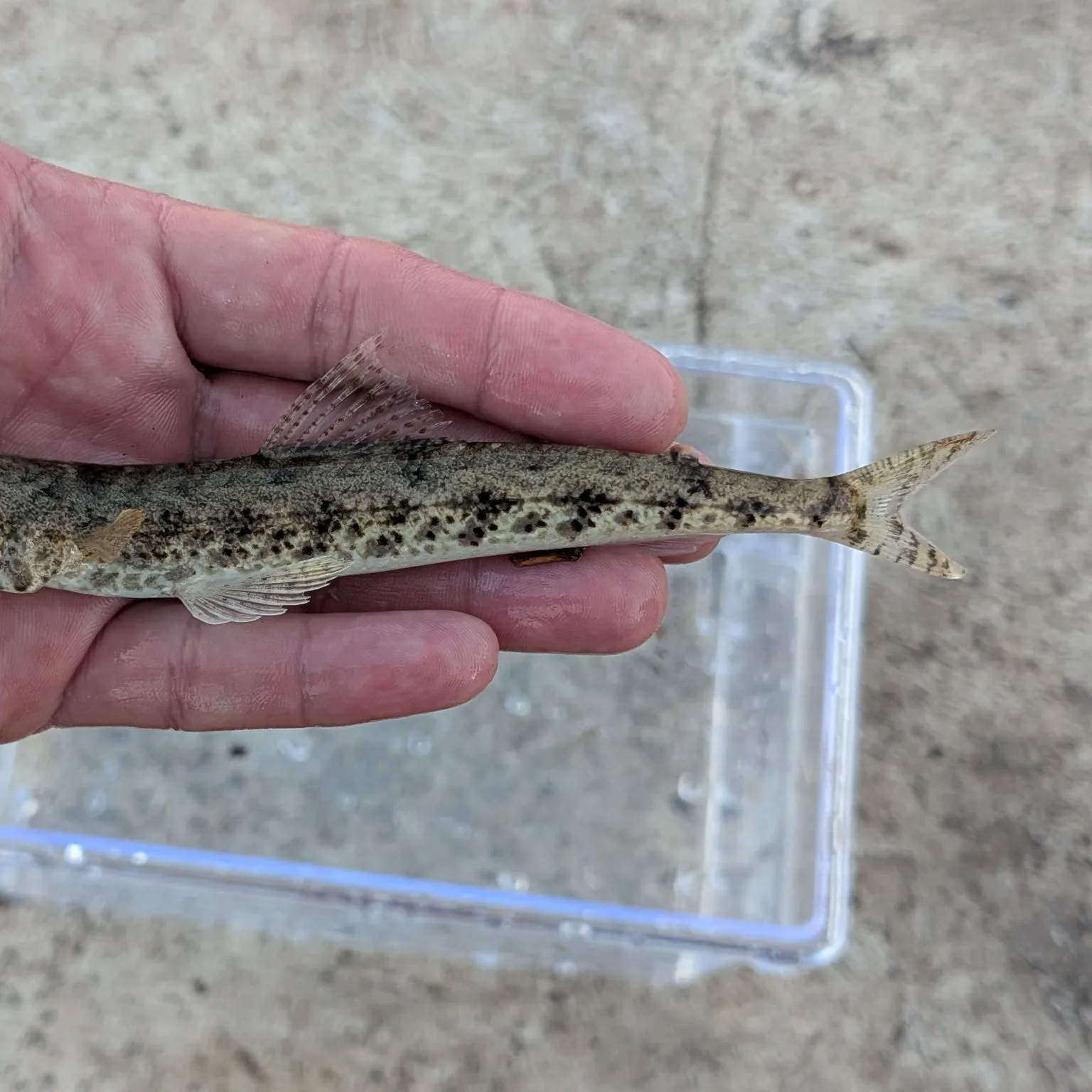The most recent Clouded lizardfish catches on Fishbrain