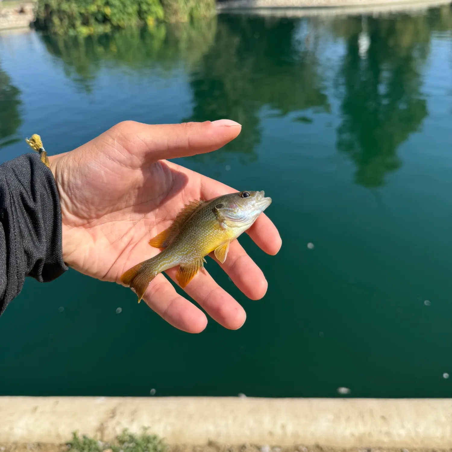 Green sunfish caught on Fishbrain
