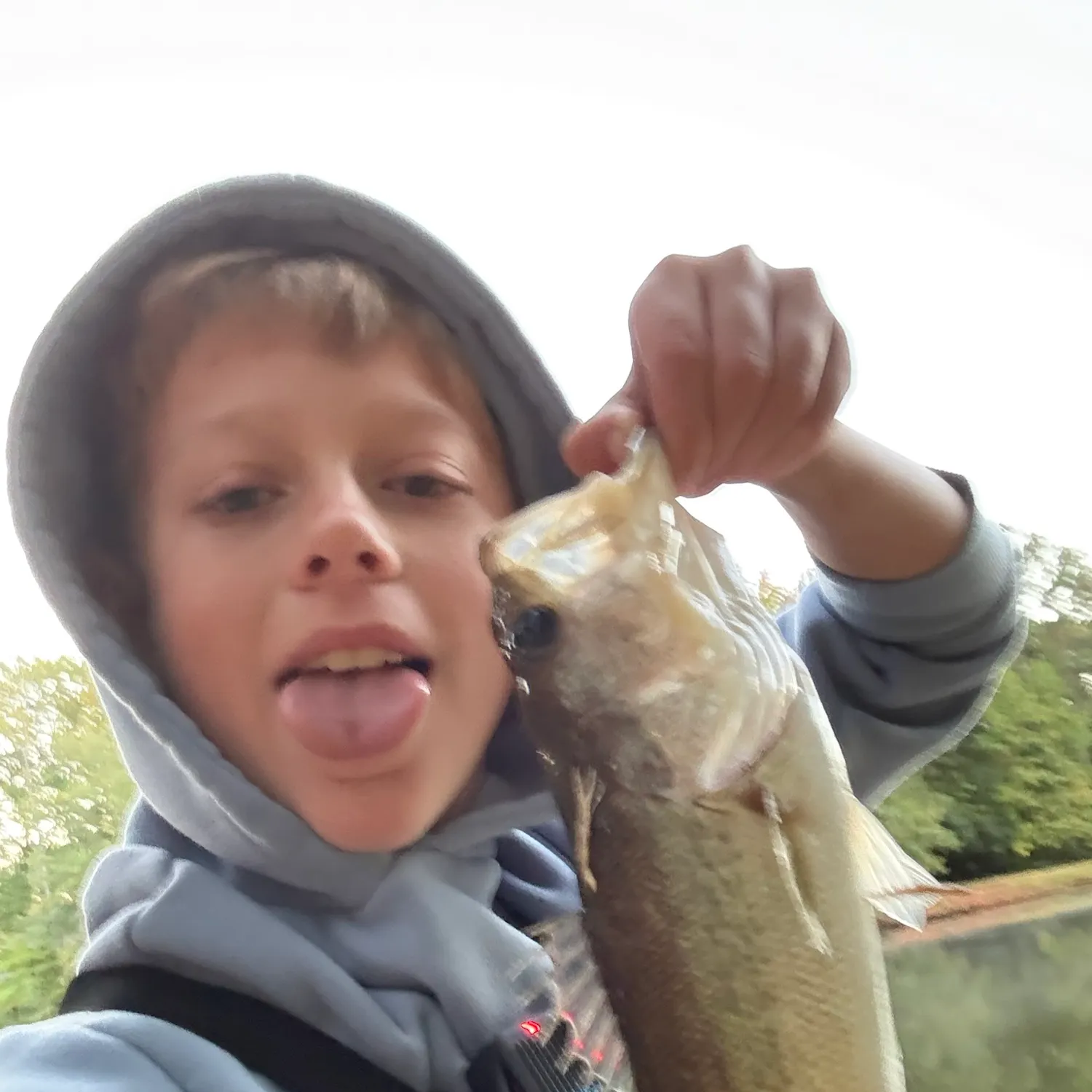 The most recent Black bullhead catches on Fishbrain
