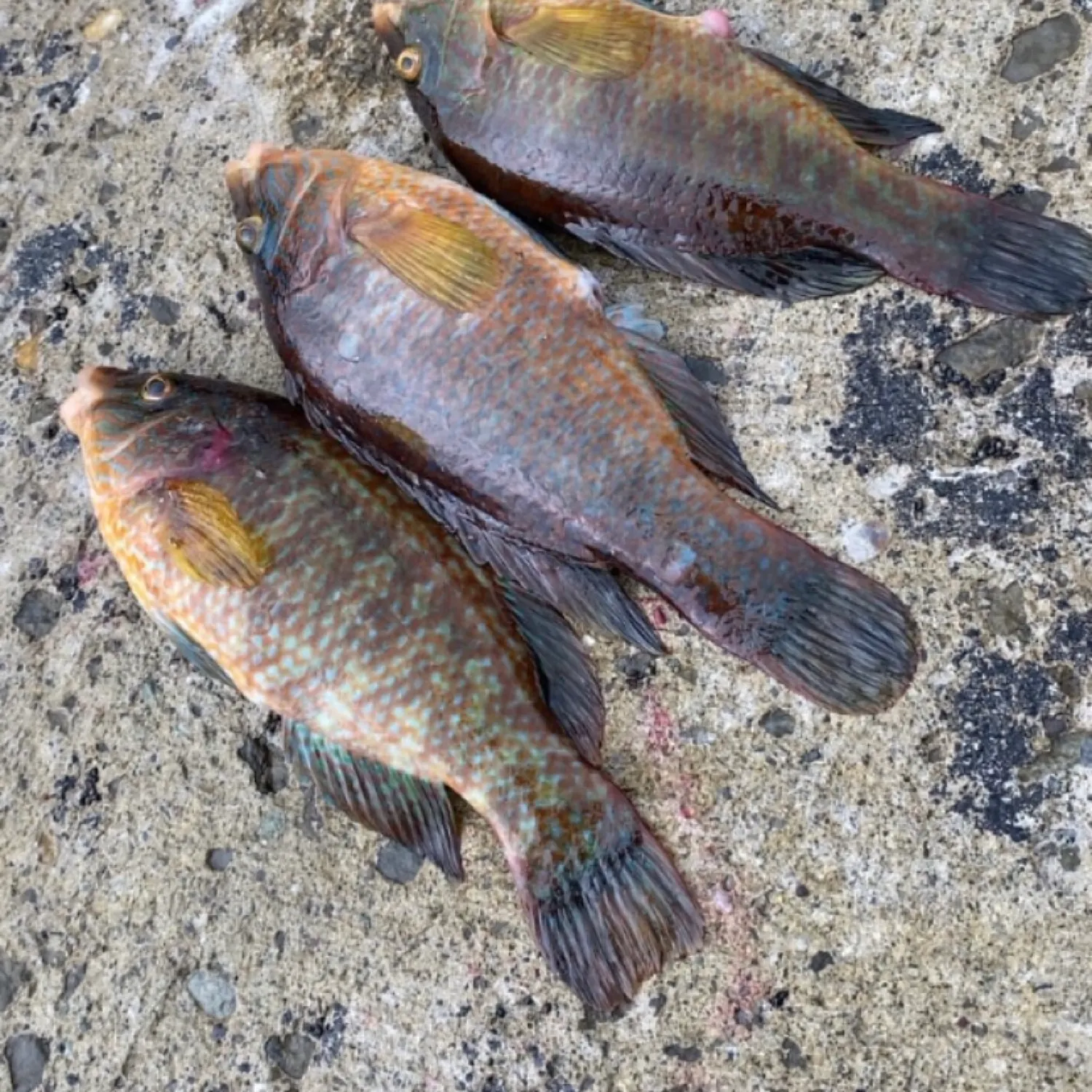 recently logged catches