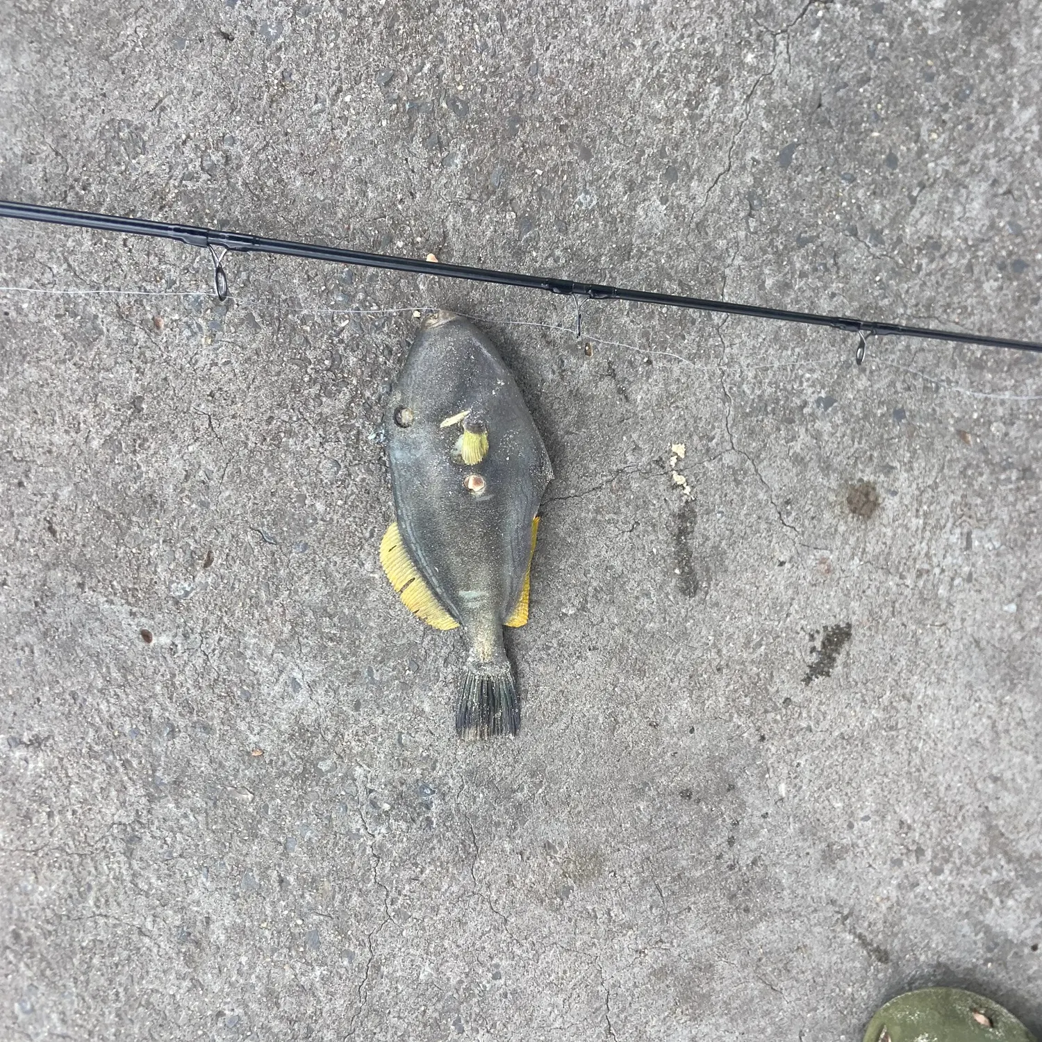 The most recent Black reef leatherjacket catches on Fishbrain