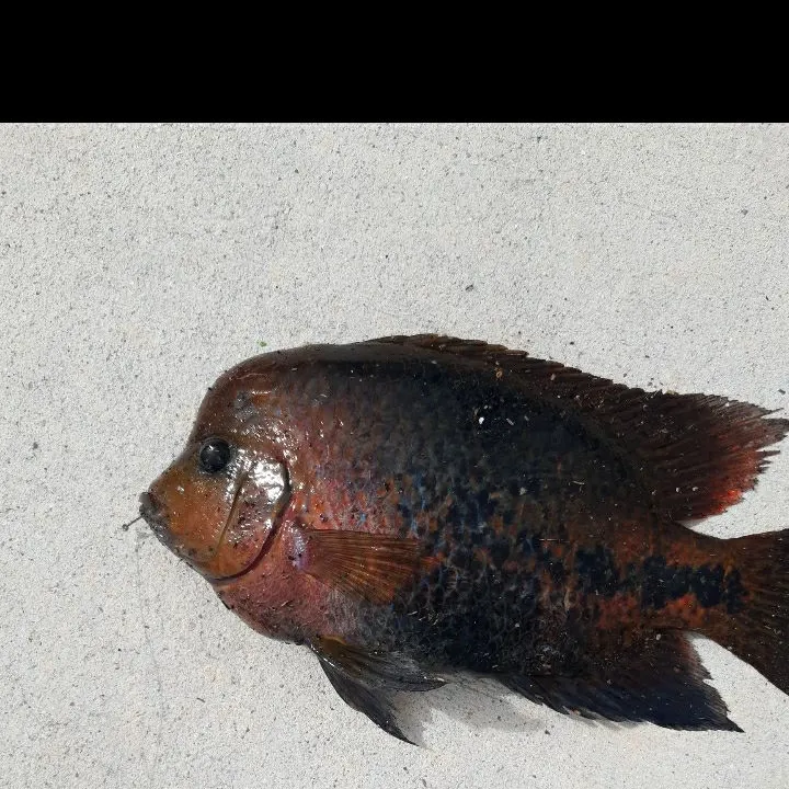 The most recent Redhead cichlid catches on Fishbrain