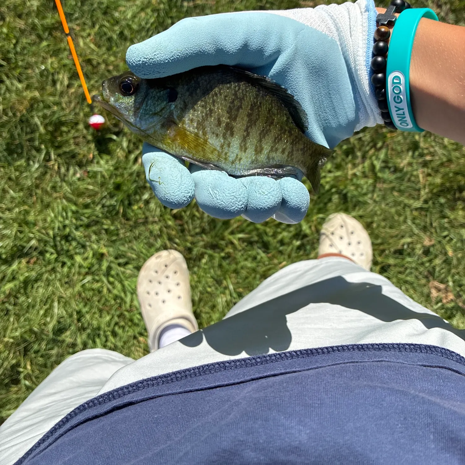 Bluegill caught on Fishbrain