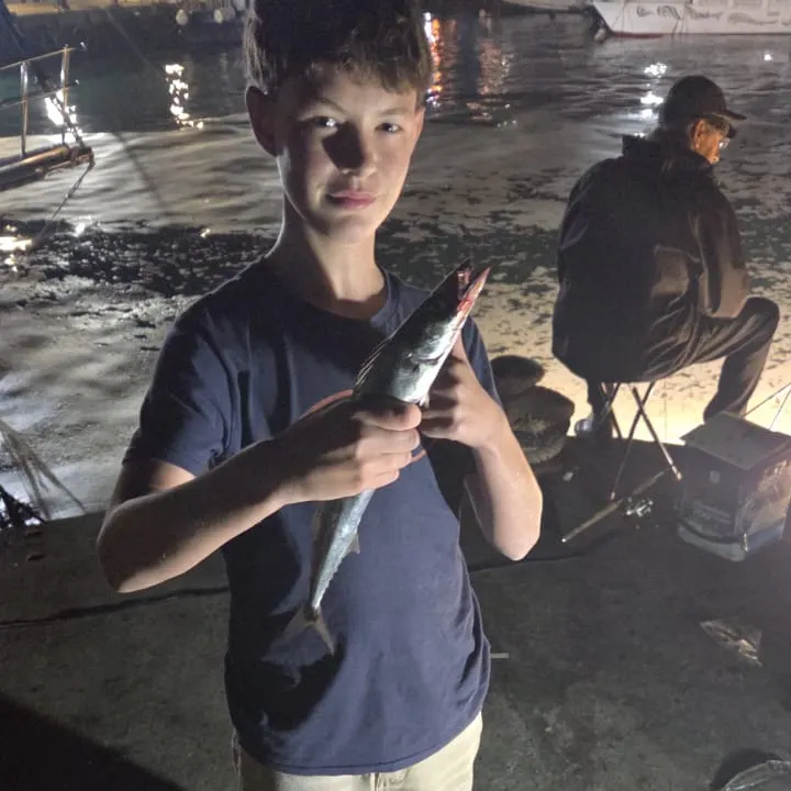 The most recent Snoek catches on Fishbrain