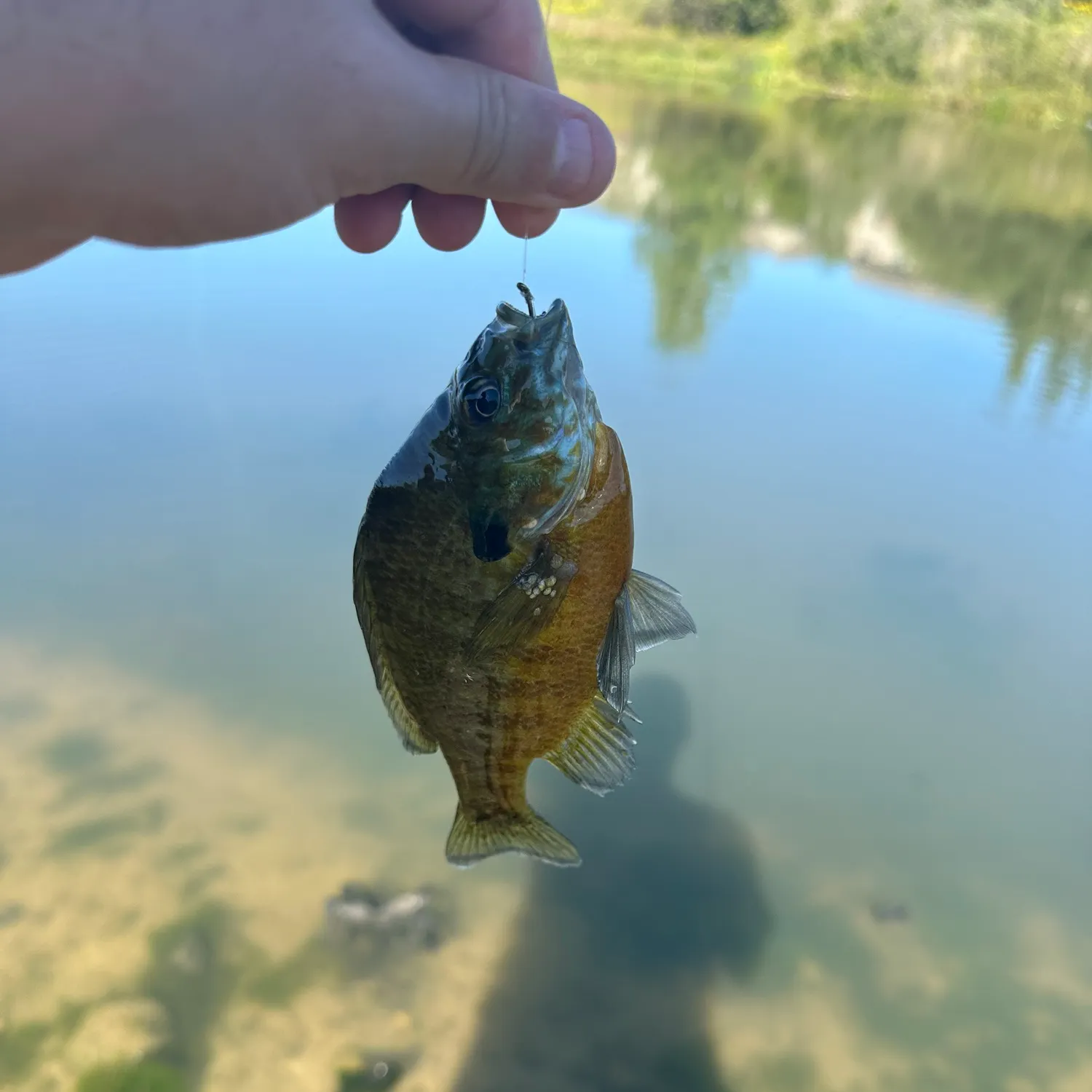 Bluegill caught on Fishbrain