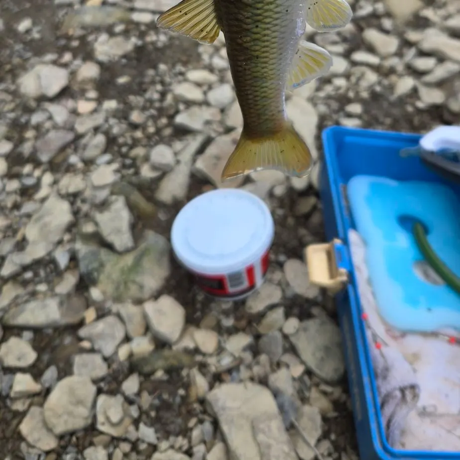 The most recent Hornyhead chub catches on Fishbrain