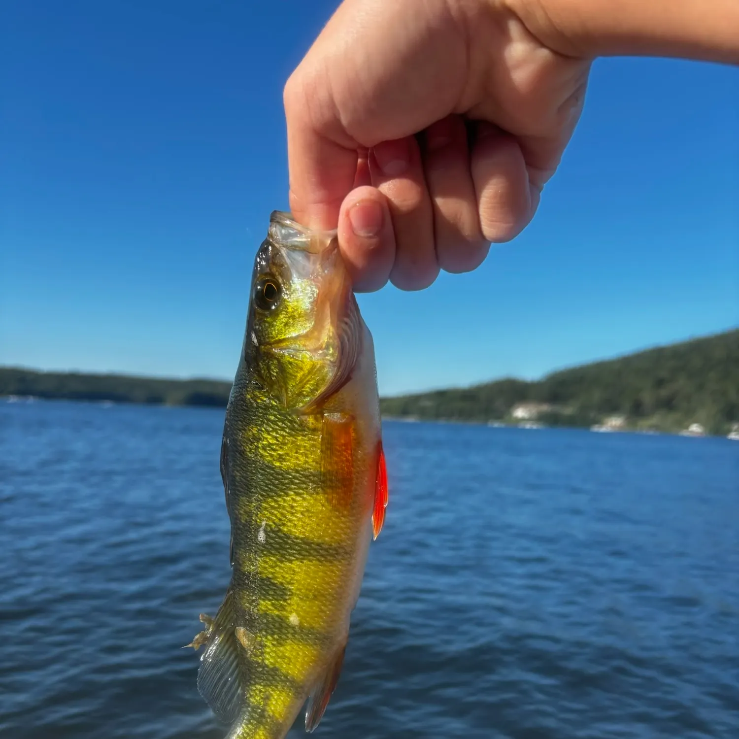 Yellow perch caught on Fishbrain