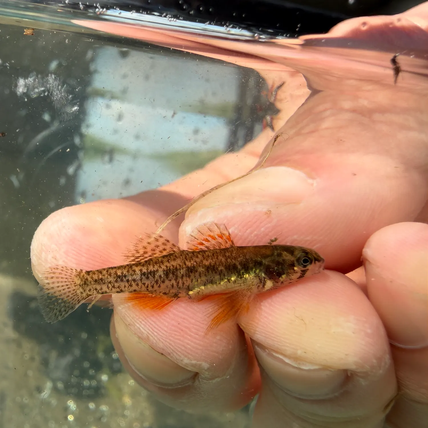 The most recent Swamp darter catches on Fishbrain