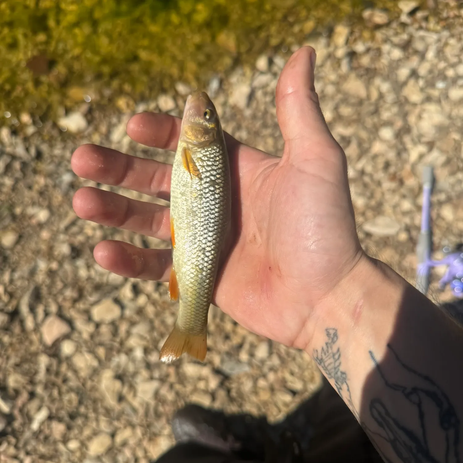 Hornyhead chub caught on Fishbrain