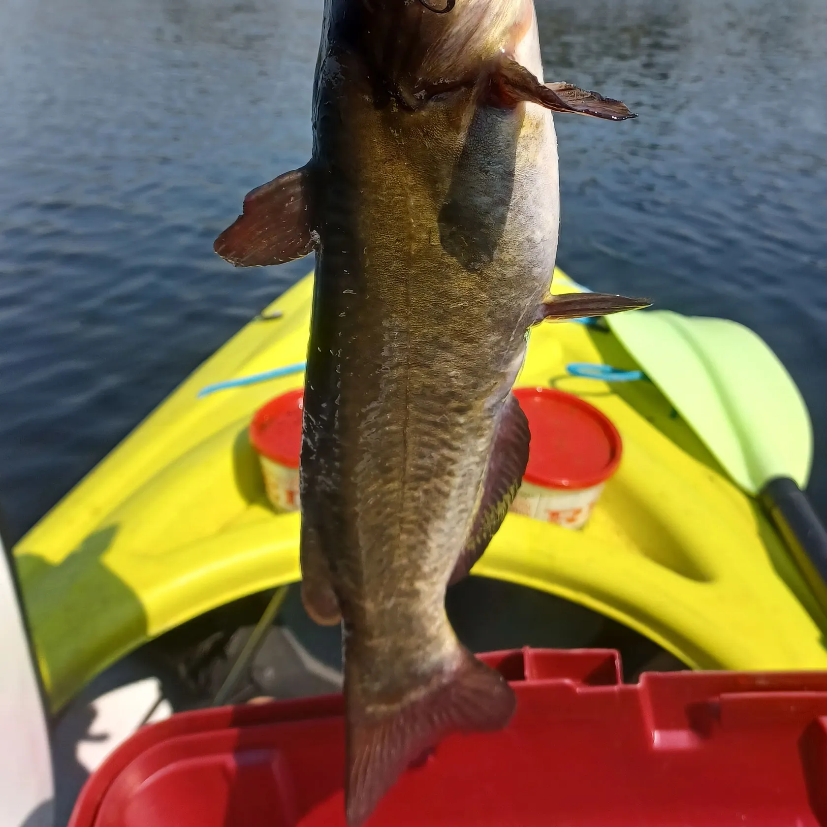 Brown bullhead caught on Fishbrain