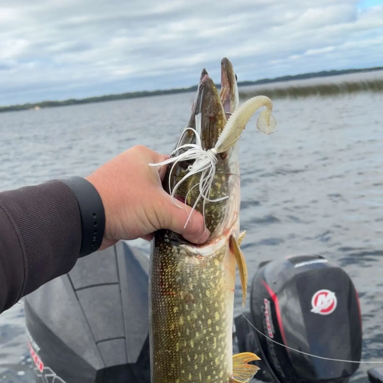 Northern pike caught on Fishbrain