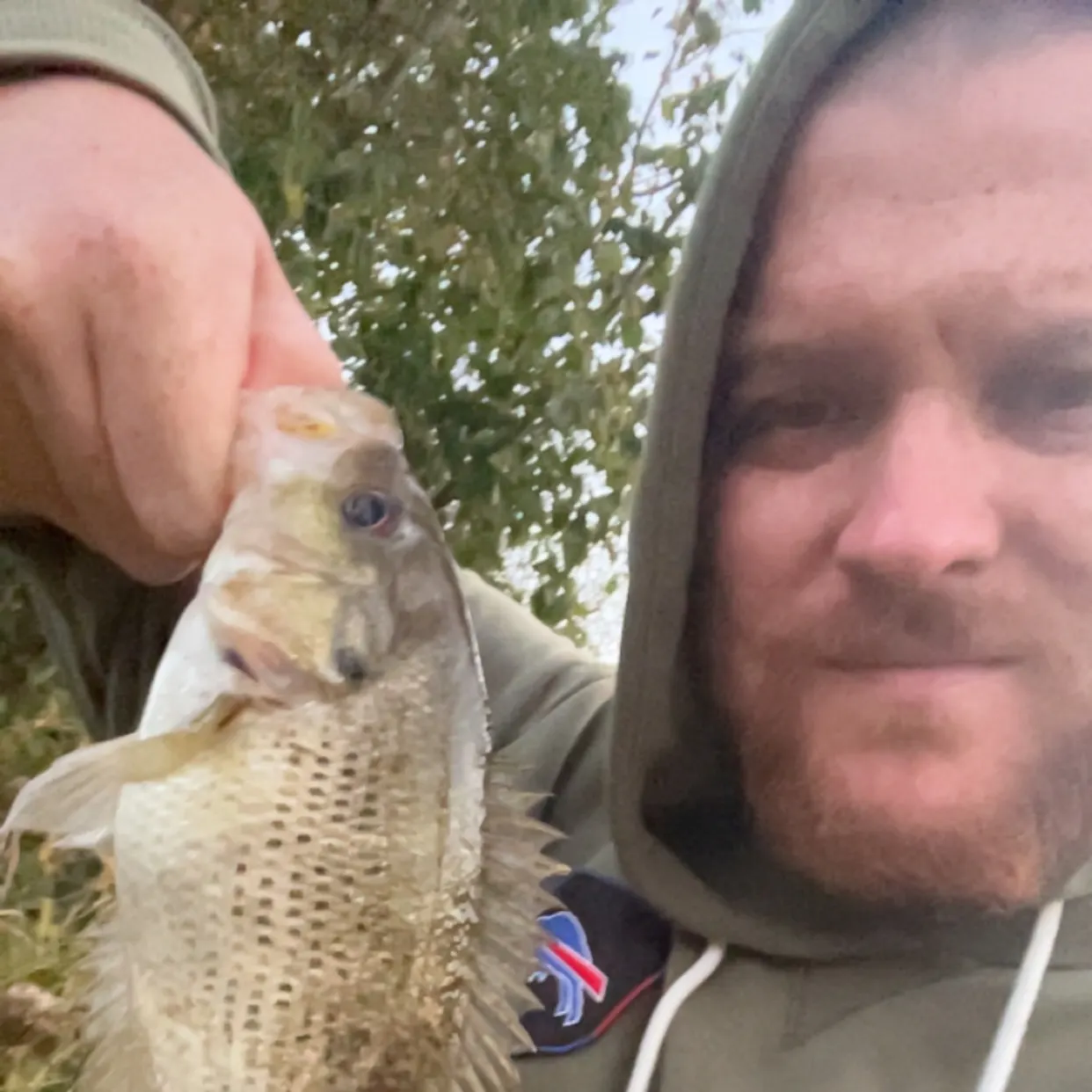 Rock bass caught on Fishbrain