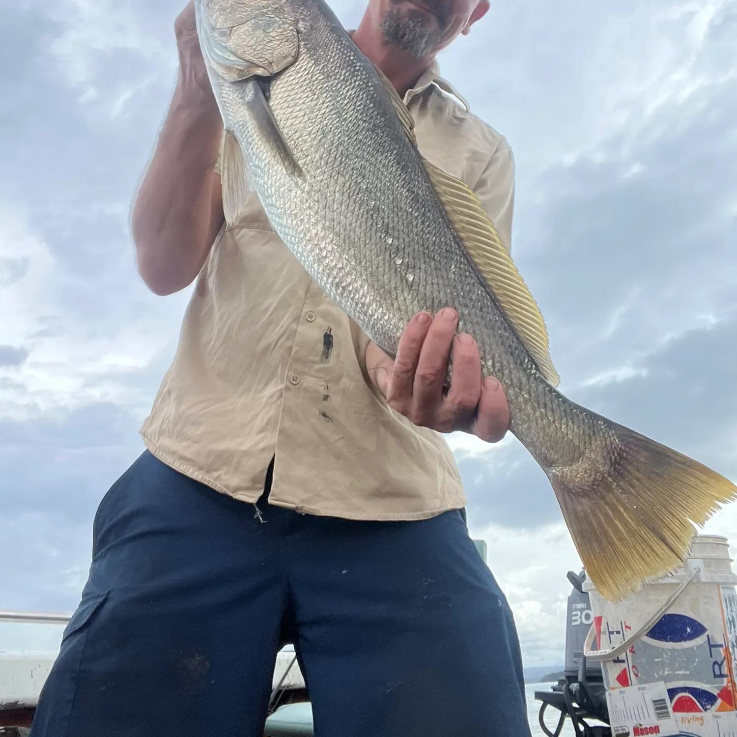 Japanese meagre caught on Fishbrain