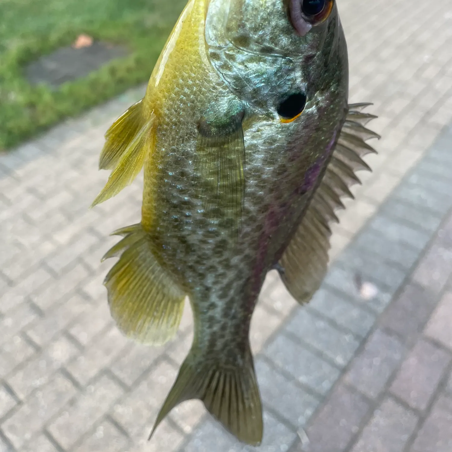 Redear sunfish caught on Fishbrain