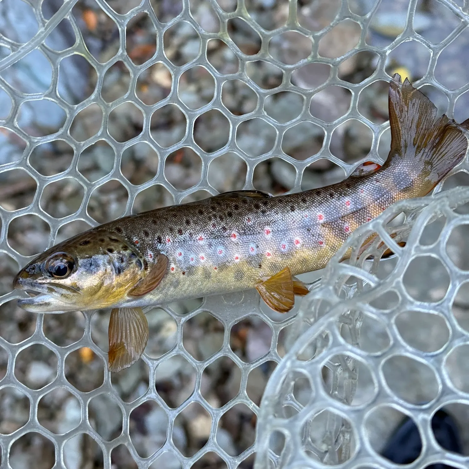 Brown trout caught on Fishbrain