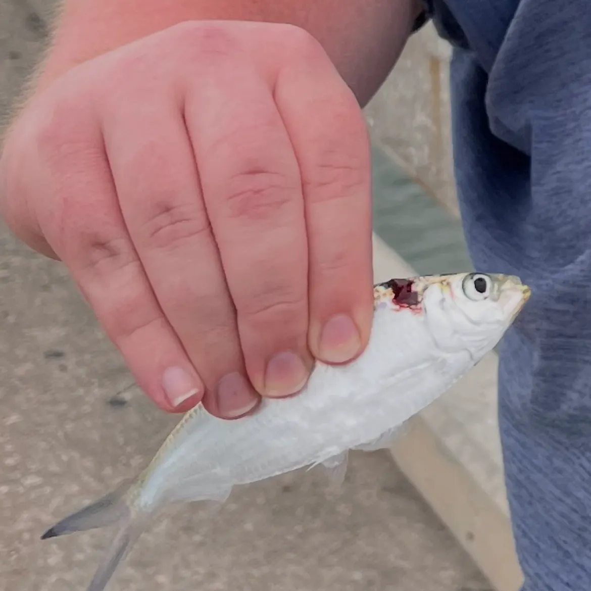 The most recent Finescale menhaden catches on Fishbrain
