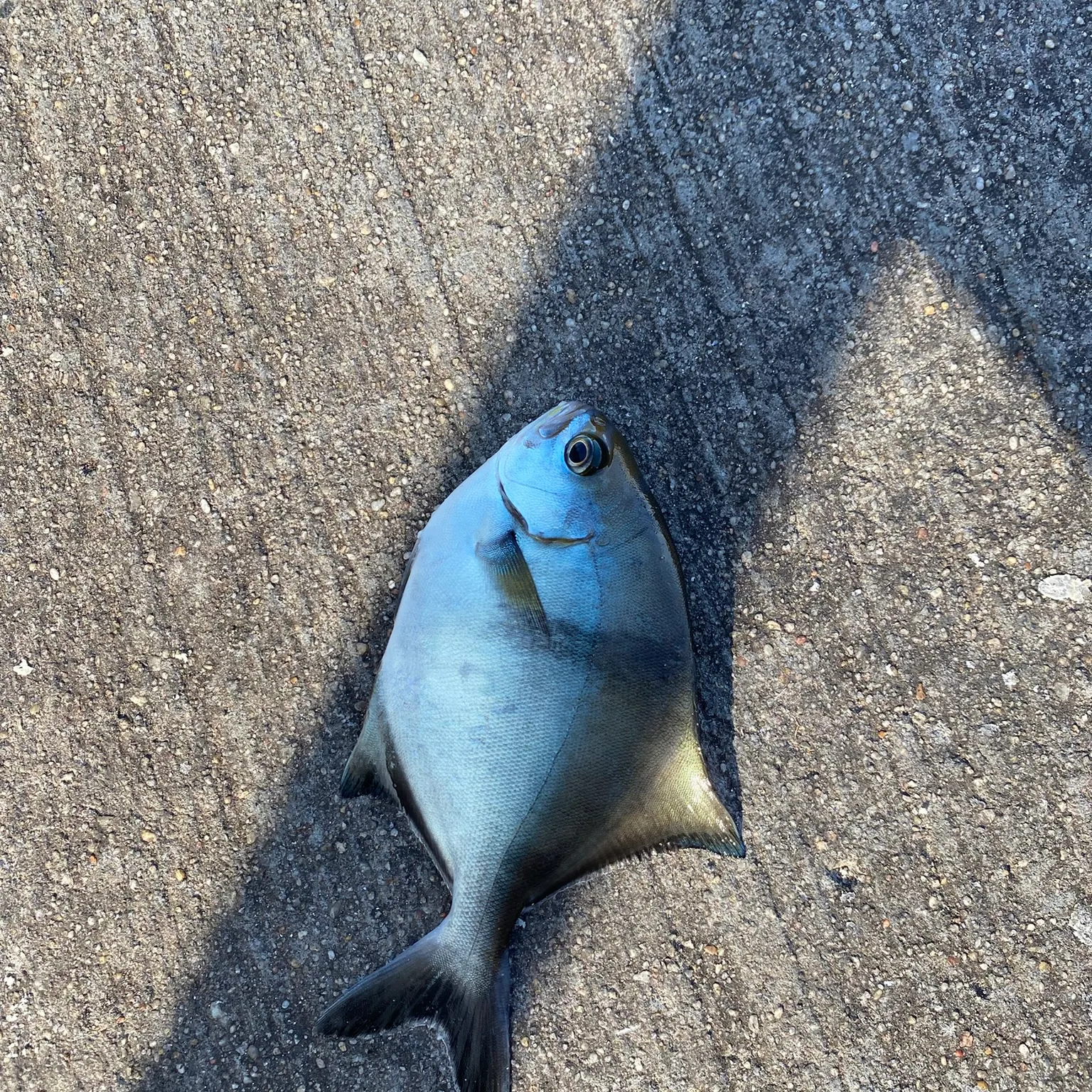 The most recent Silver sweep catches on Fishbrain
