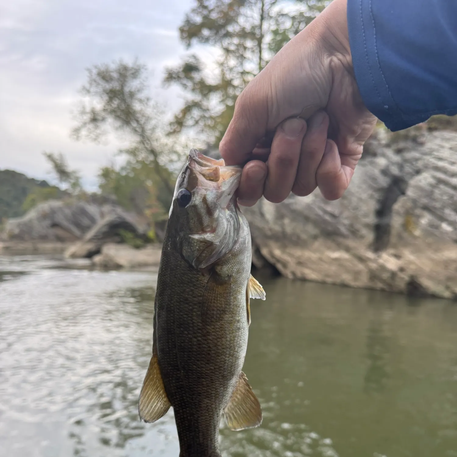Smallmouth bass caught on Fishbrain