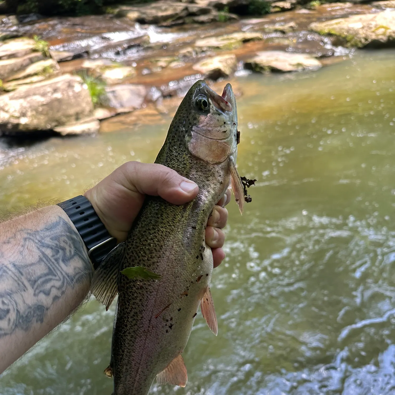 recently logged catches