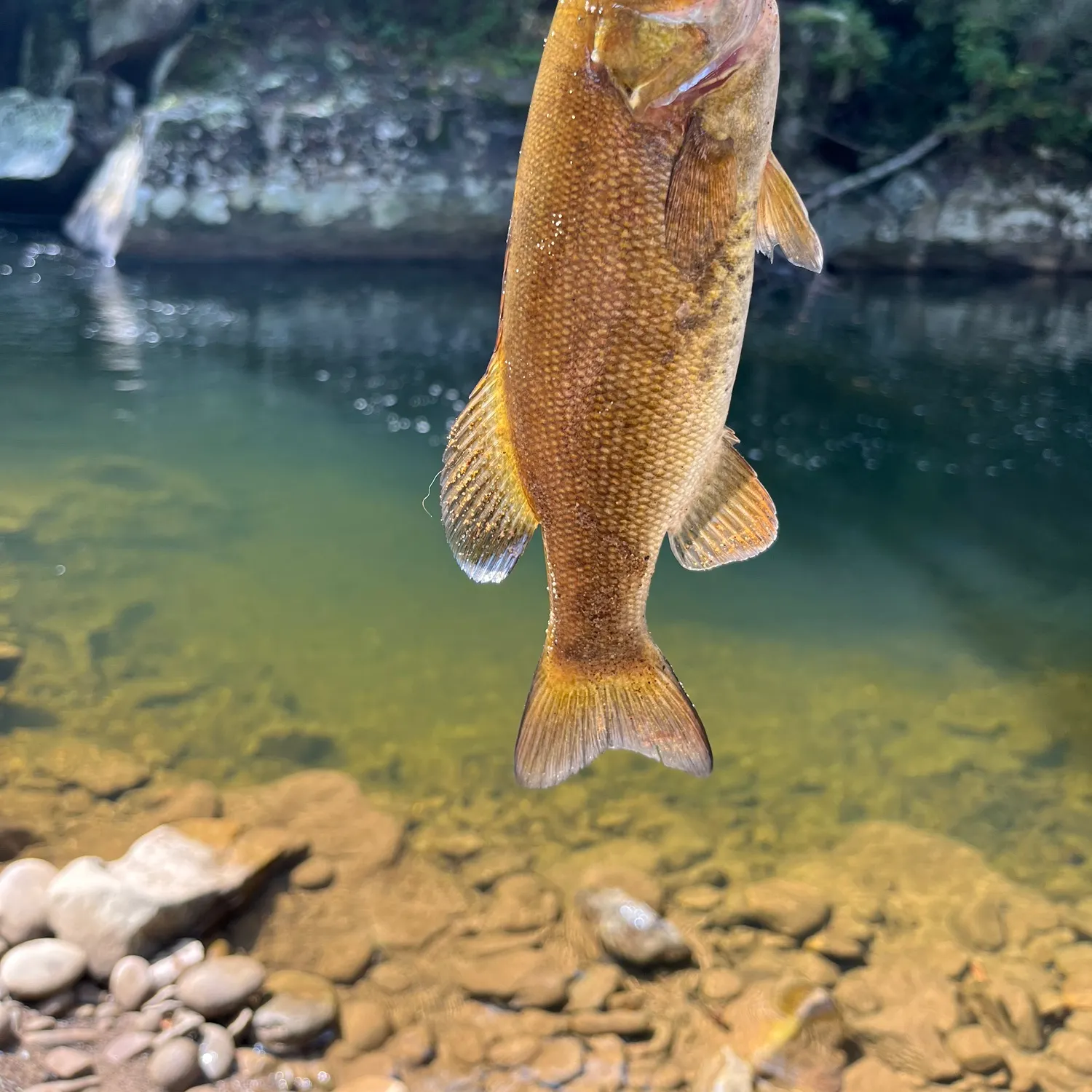 Smallmouth bass caught on Fishbrain