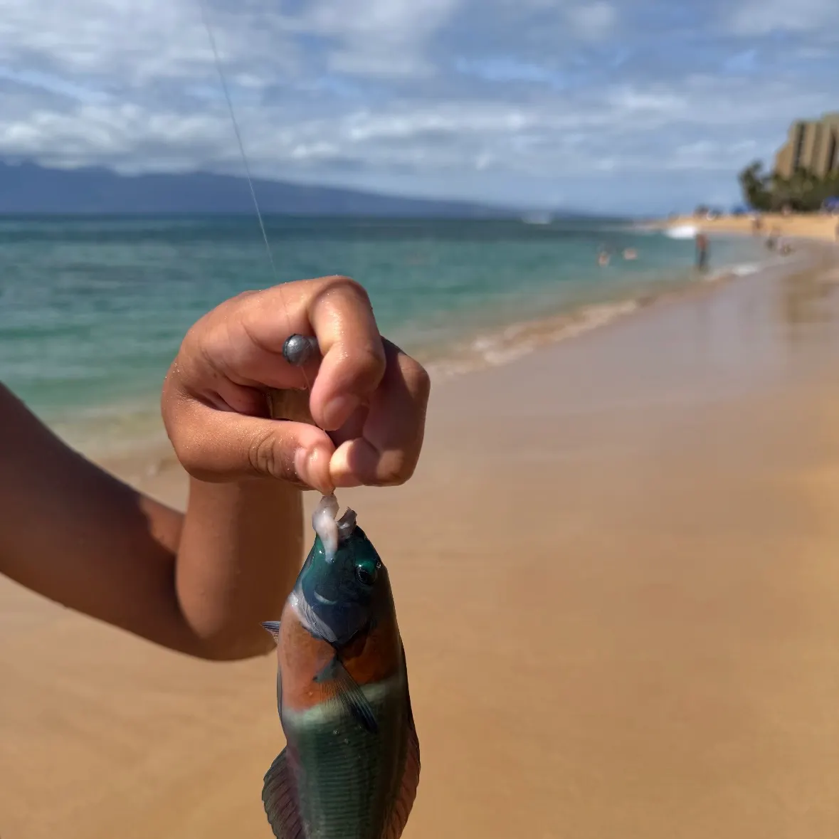 The most recent Saddle wrasse catches on Fishbrain