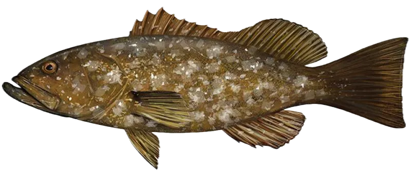 Island grouper