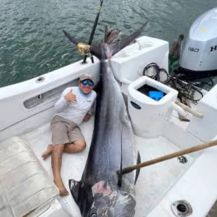 The most recent Black marlin catches on Fishbrain