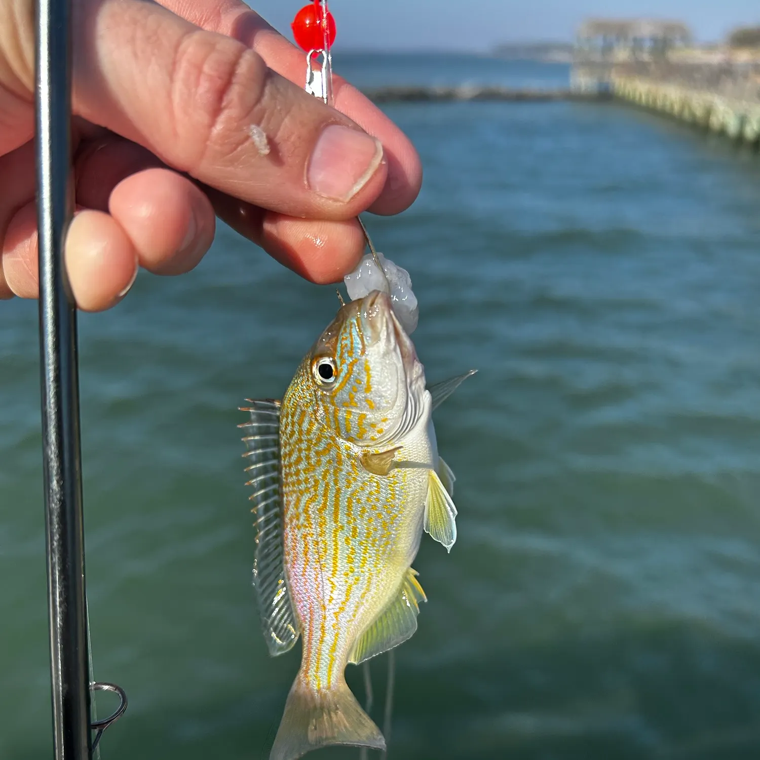 Fish caught on Fishbrain