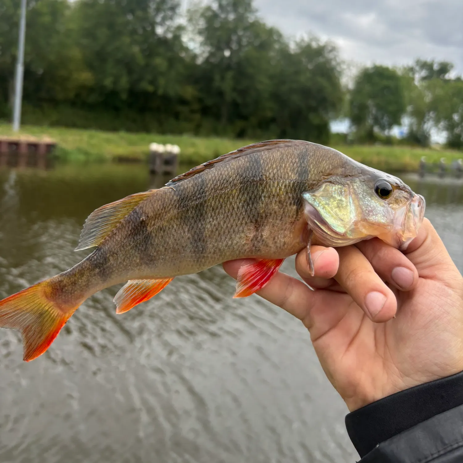 European perch caught on Fishbrain