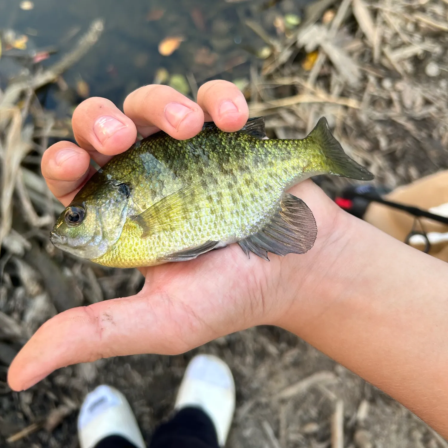 Bluegill caught on Fishbrain