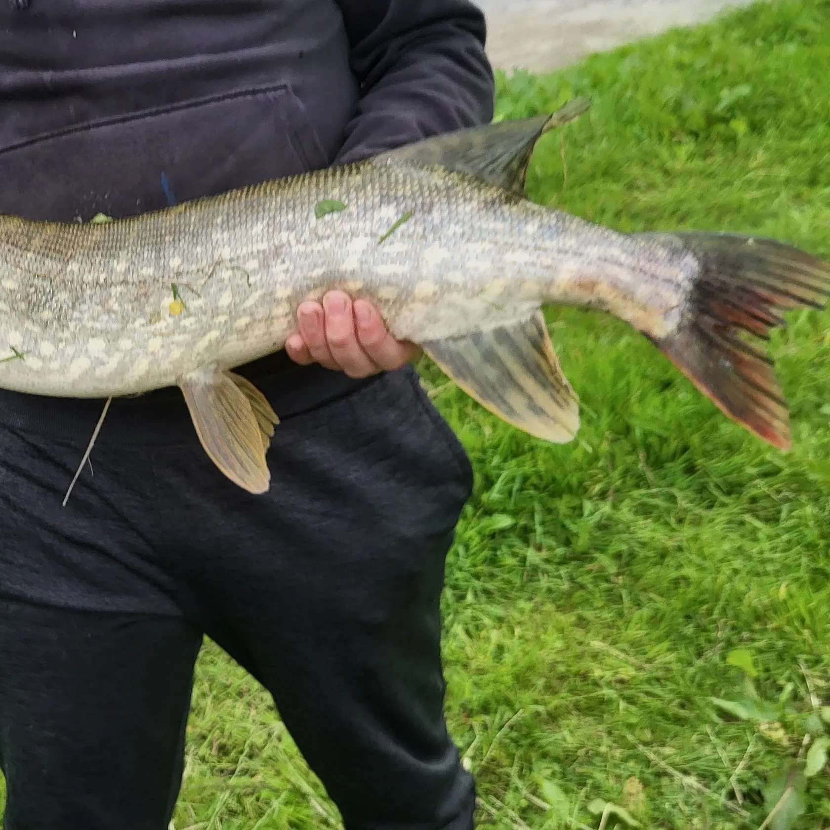 Fish caught on Fishbrain