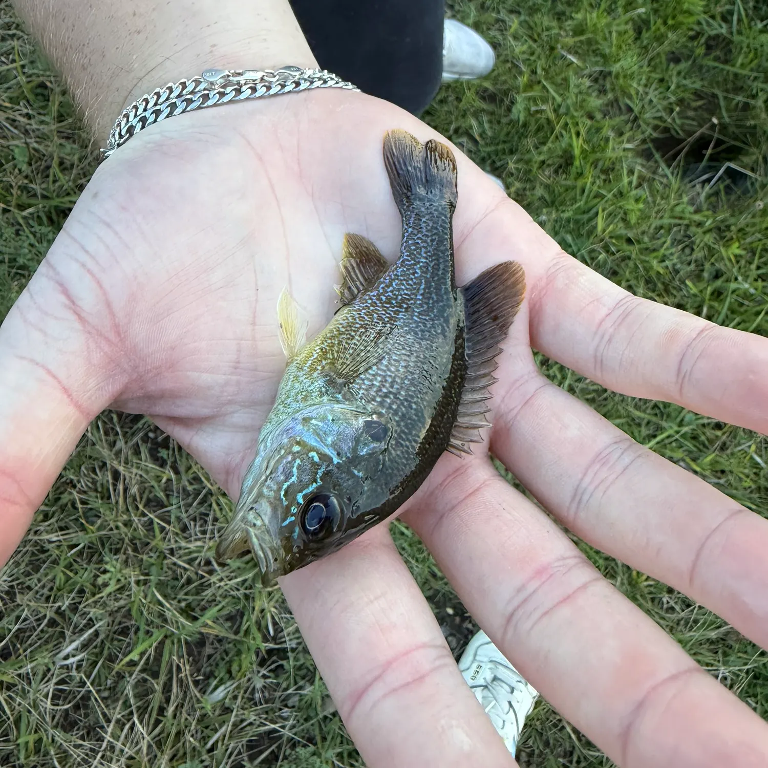 The most recent Wargill hybrid catches on Fishbrain