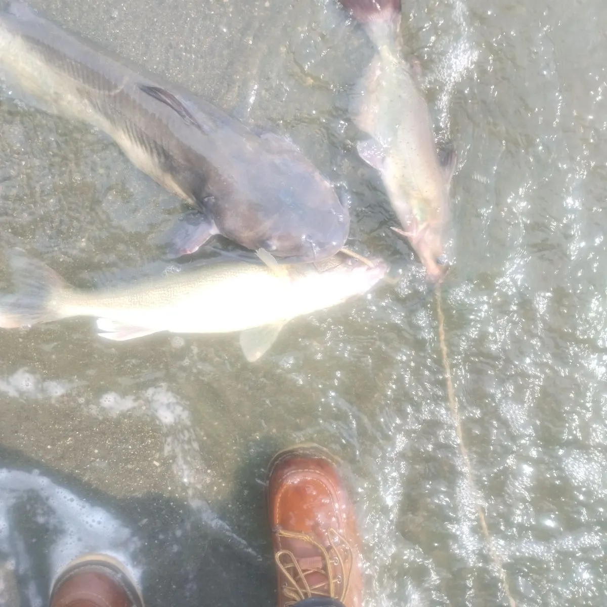 Walleye caught on Fishbrain