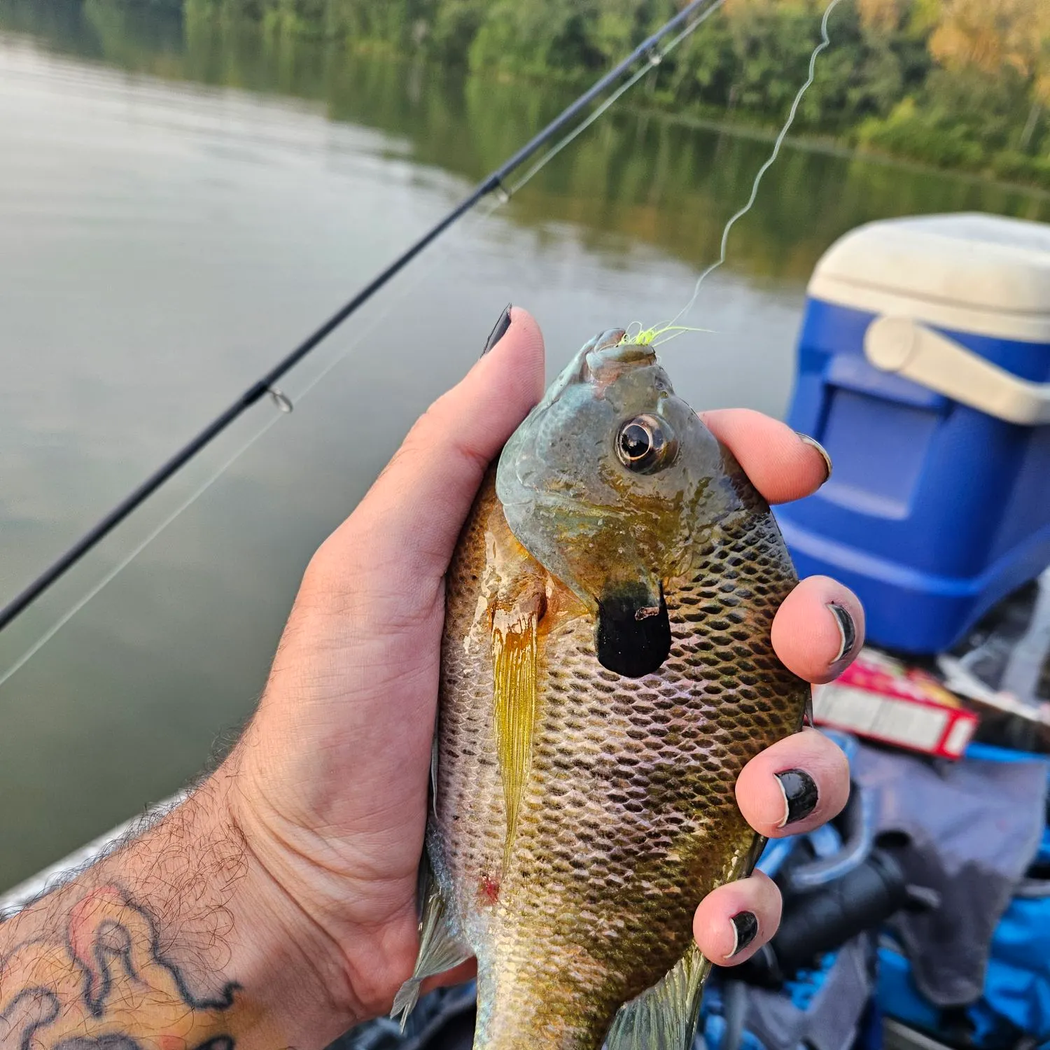 recently logged catches