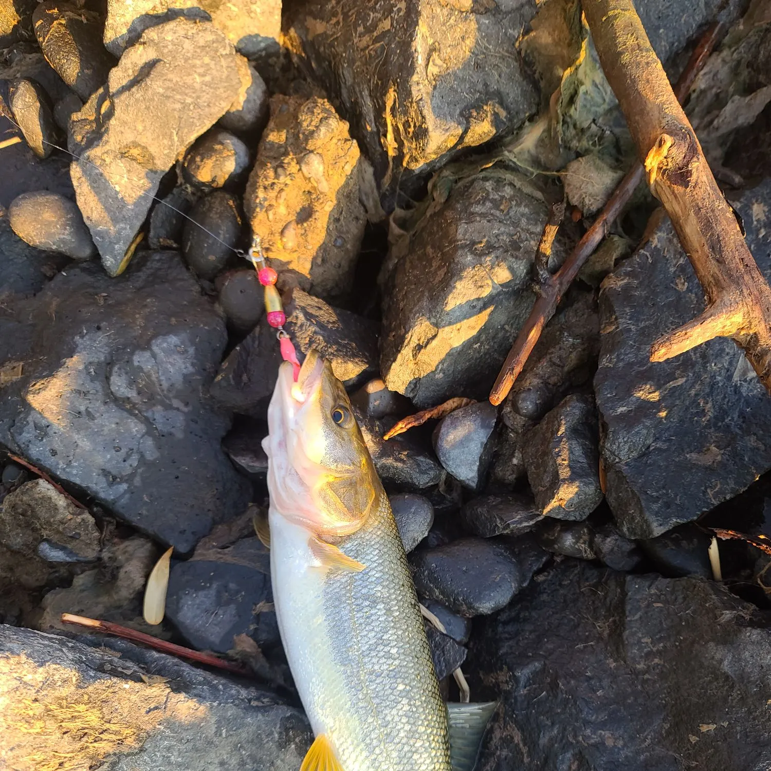 recently logged catches