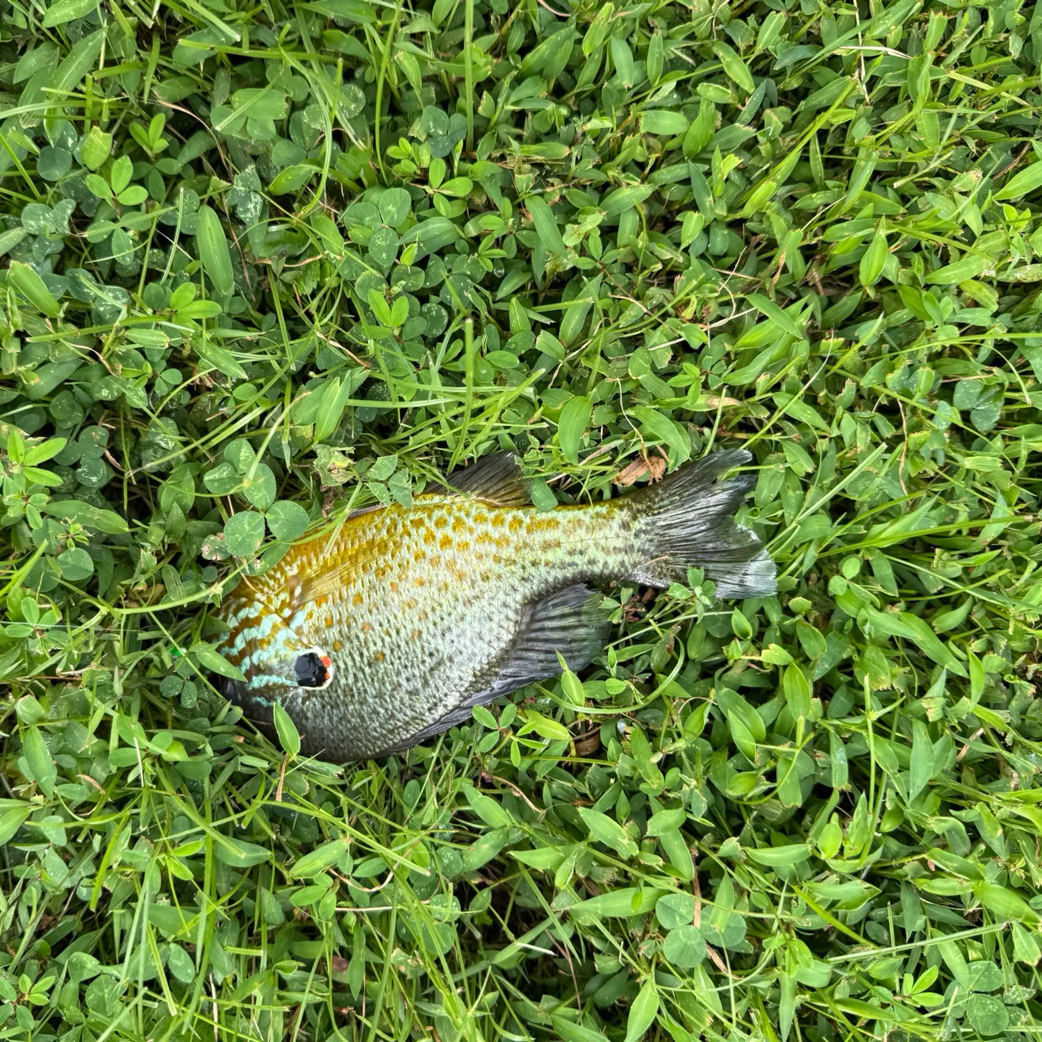 Pumpkinseed caught on Fishbrain