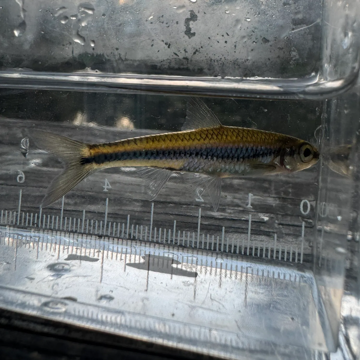 The most recent Coastal shiner catches on Fishbrain