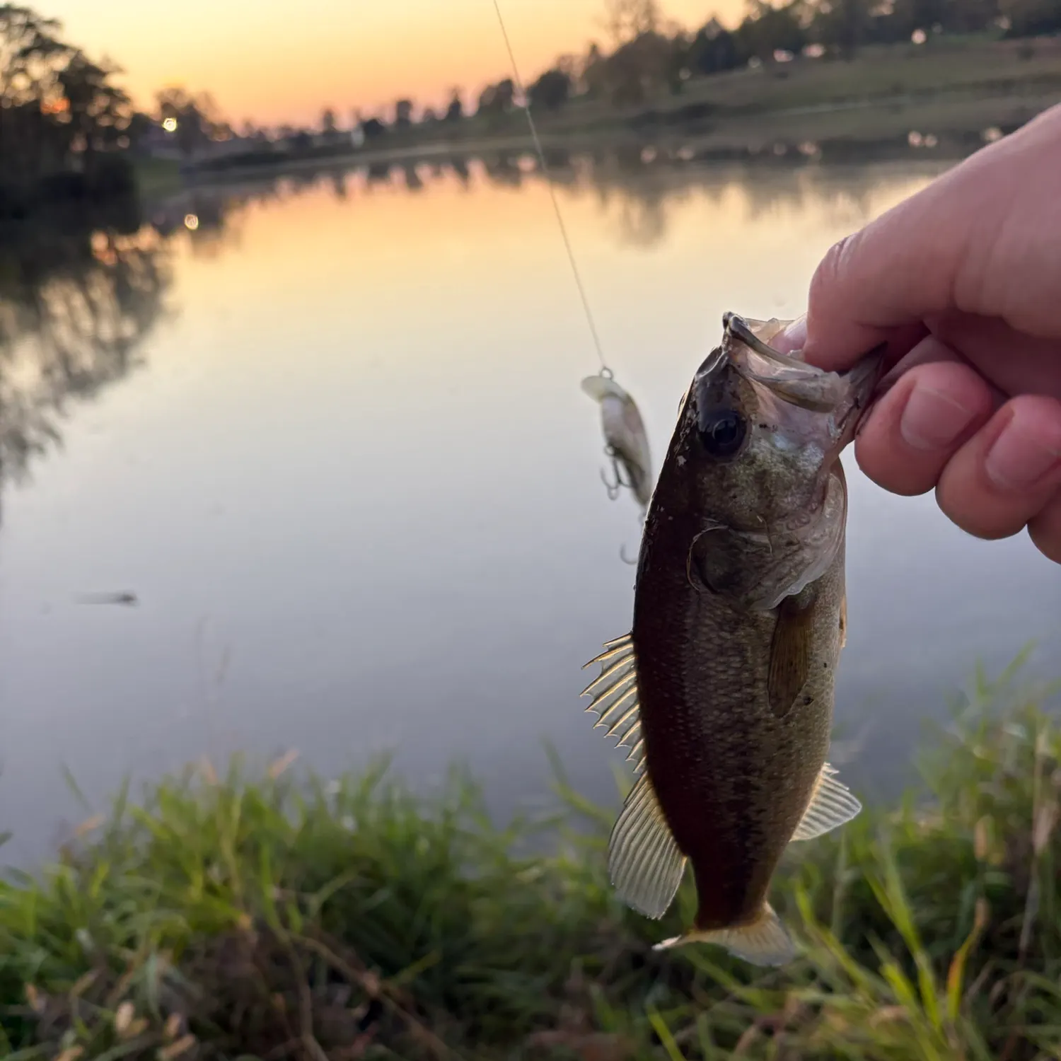 Largemouth bass caught on Fishbrain