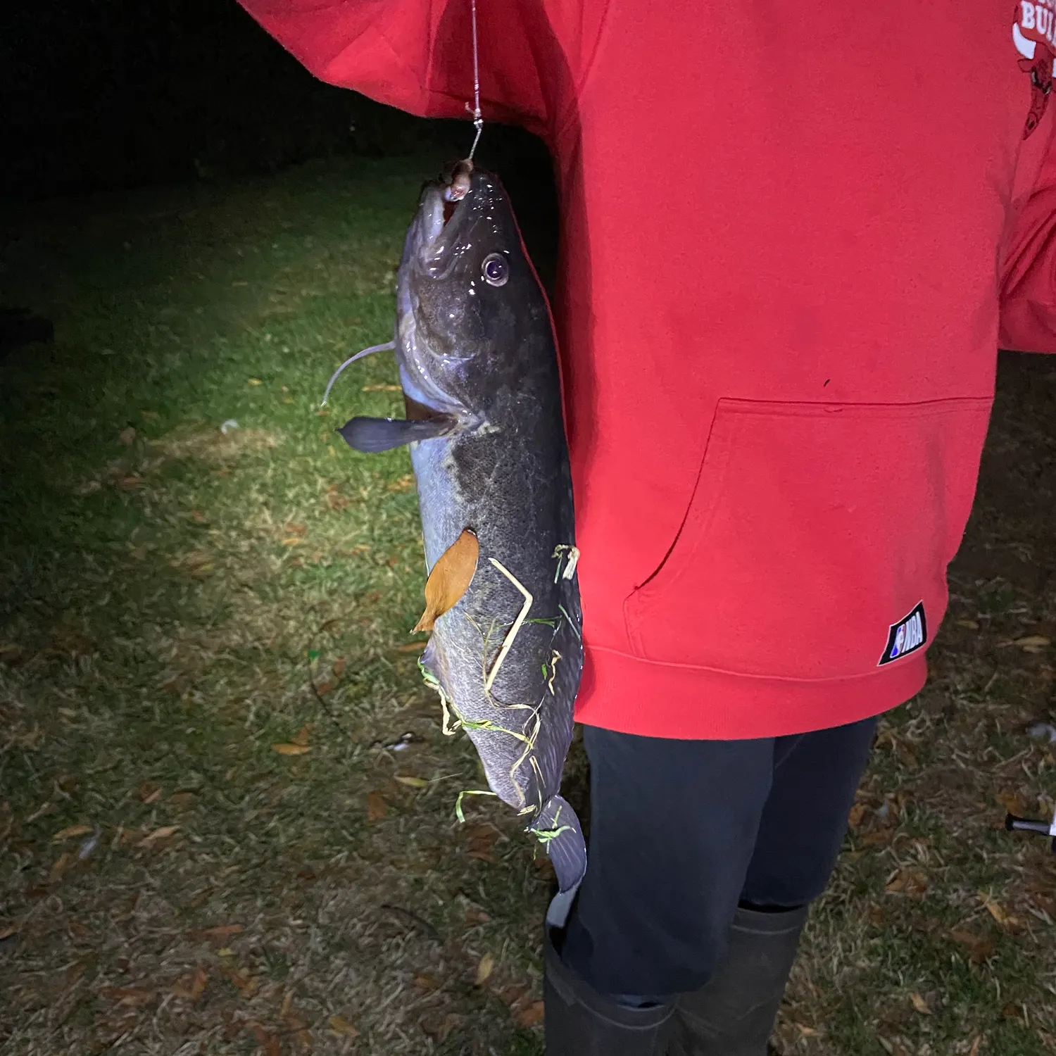 The most recent River blackfish catches on Fishbrain