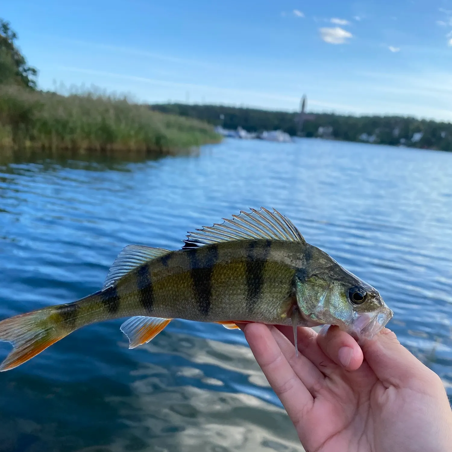 European perch caught on Fishbrain