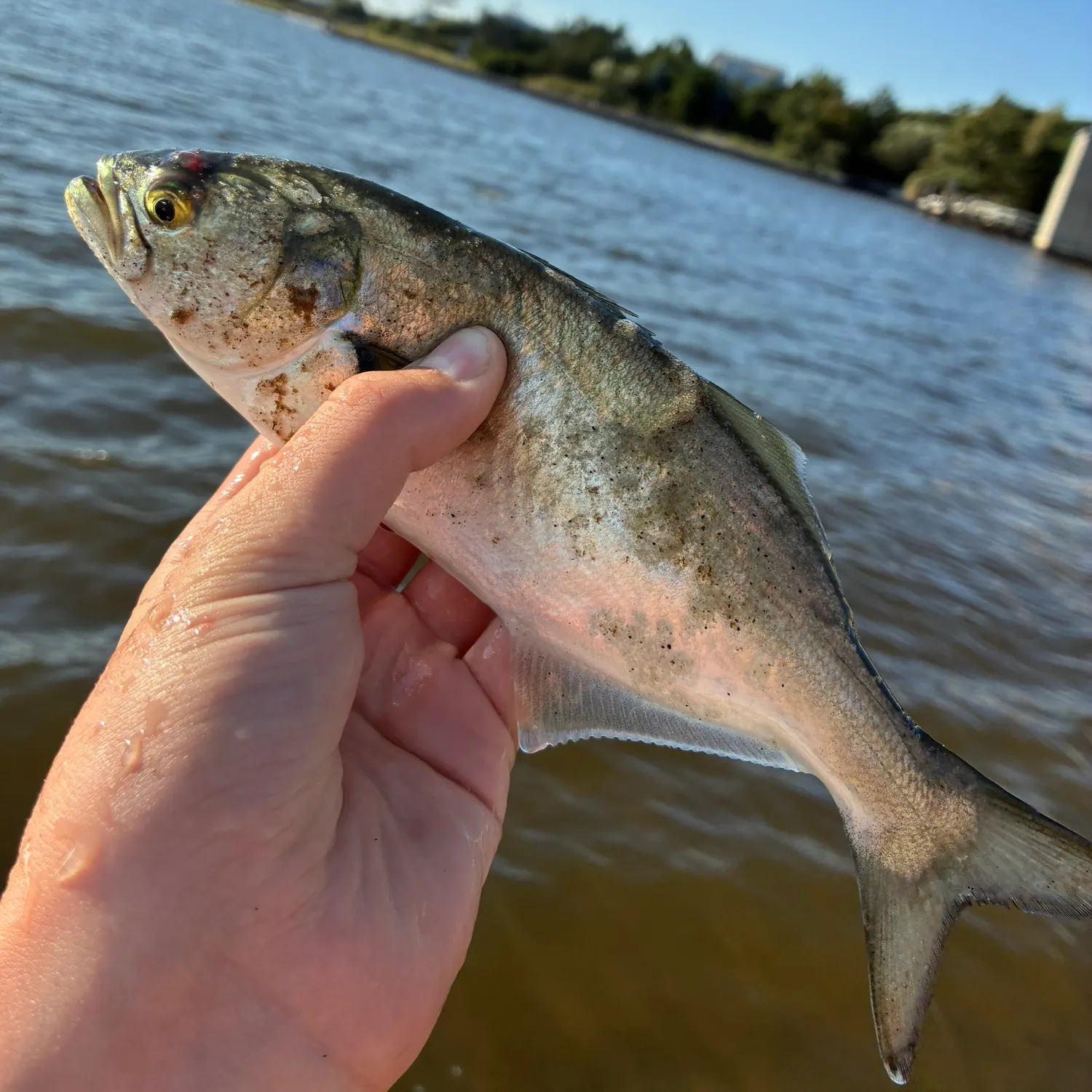 Gulf menhaden caught on Fishbrain