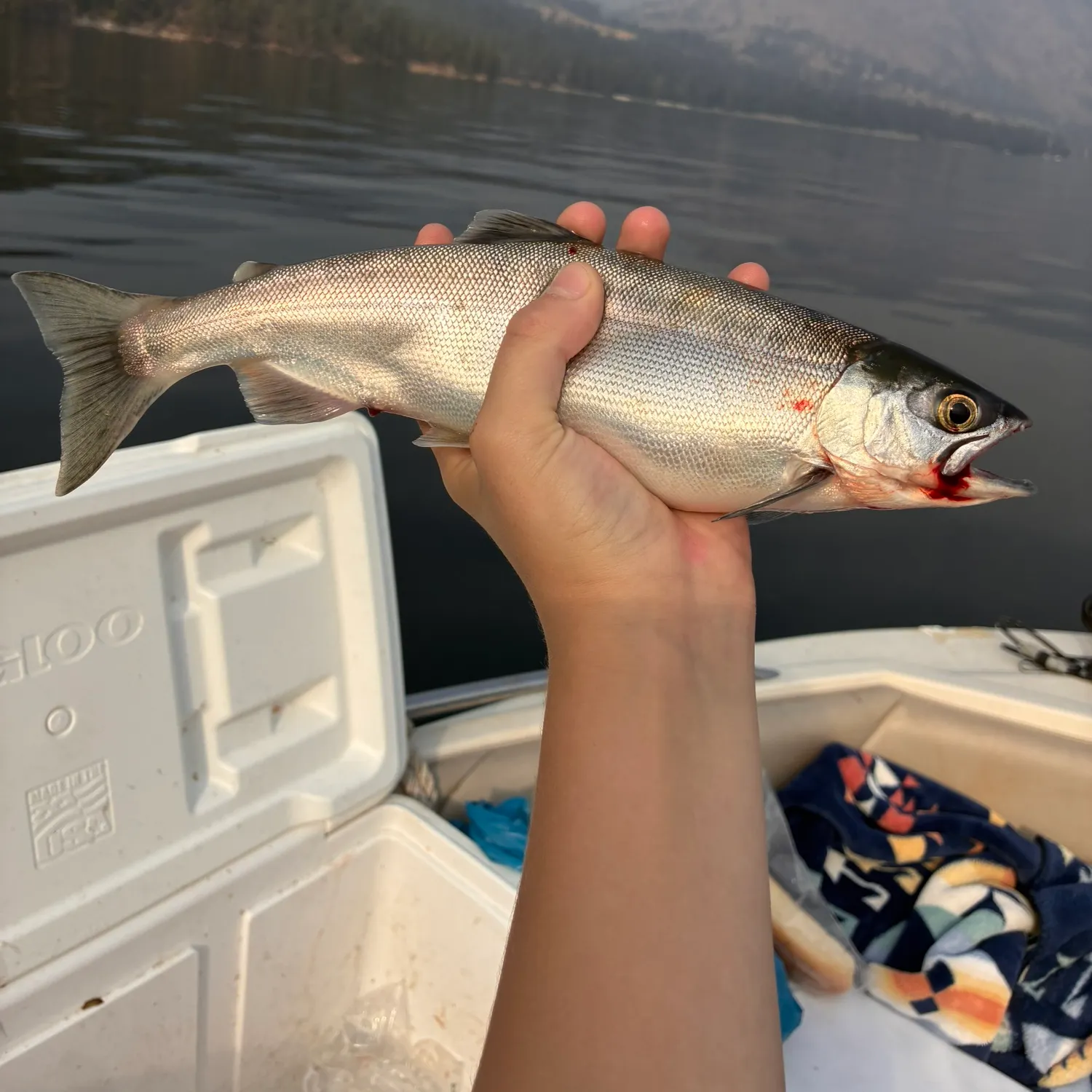 Kokanee salmon caught on Fishbrain