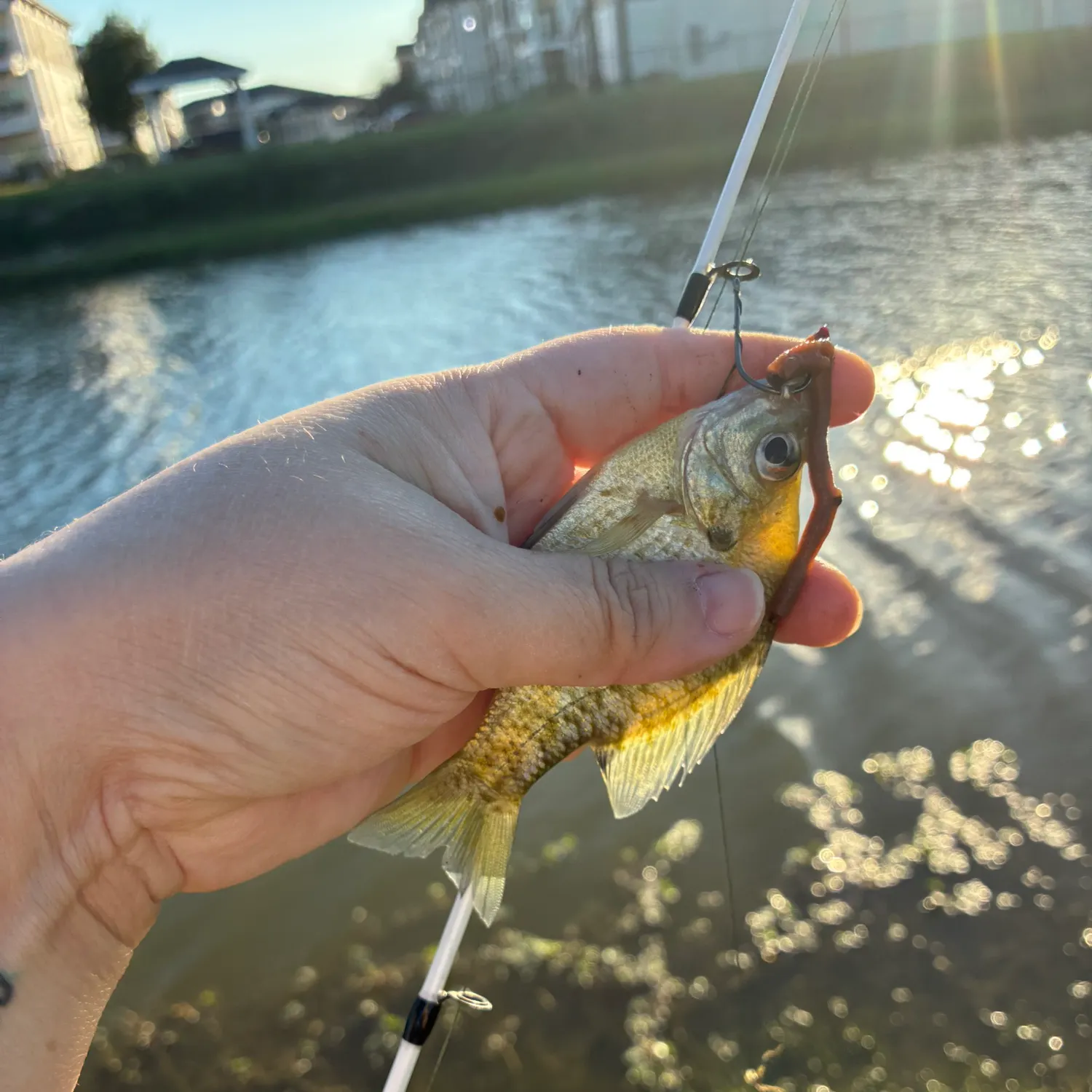 Bluegill caught on Fishbrain