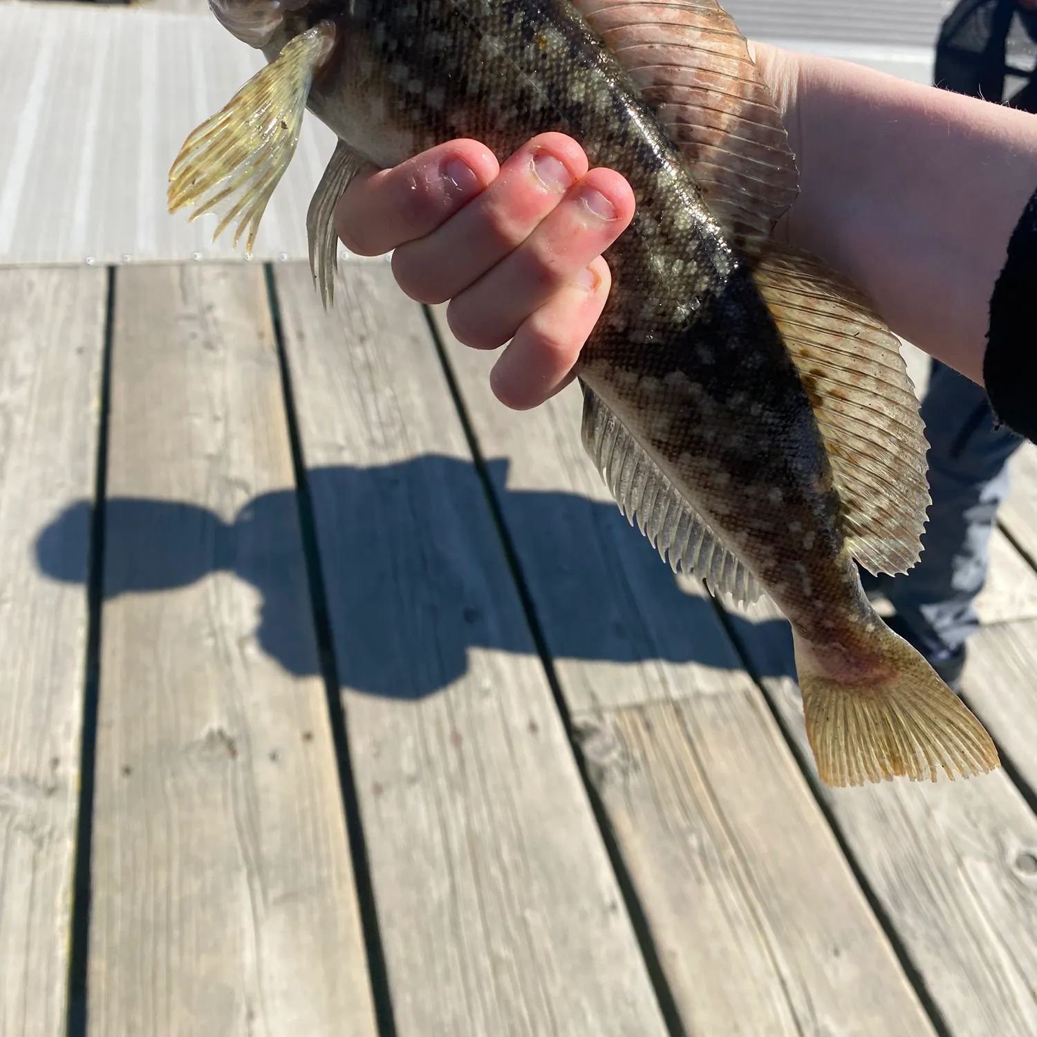 The most recent Kelp greenling catches on Fishbrain